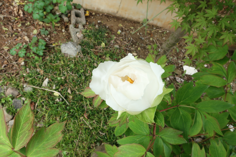 ボタンの花持ちを記録した写真。開花の前日。