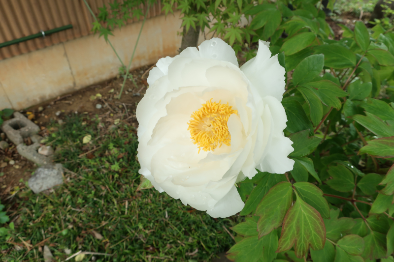 ボタンの花持ちを記録した写真。咲いた日。