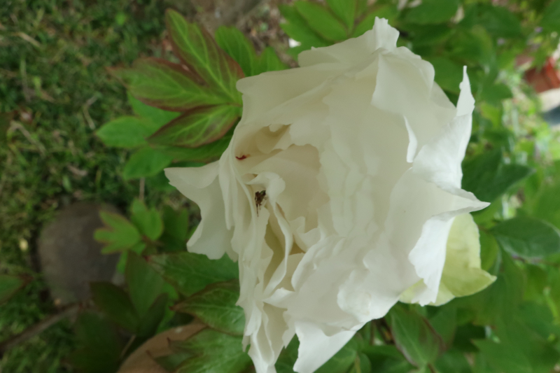 ボタンの花持ちを記録した写真。花が咲いて２日目。