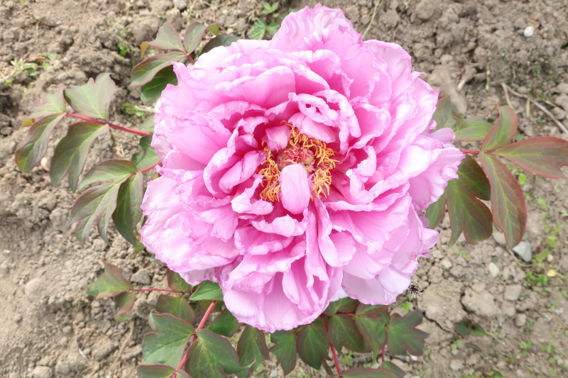 ボタンの花が何日持つか記録した写真。鎌田藤。開花の次の日。